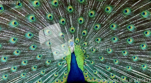 Image of Peacock