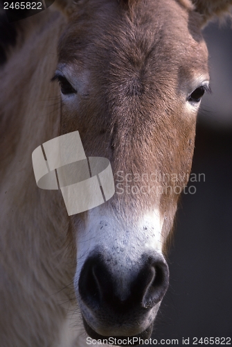 Image of Przewalski Horse