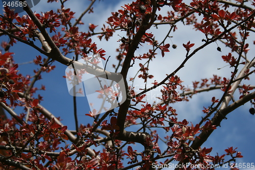 Image of Red leaves