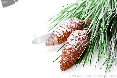 Image of fir tree branch with pinecones 