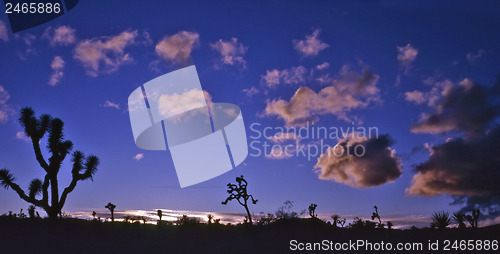 Image of Joshua Tree National Park