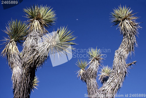 Image of Yoshua Tree