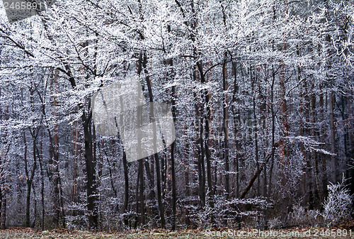 Image of Winter Forest