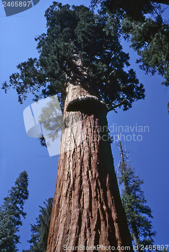 Image of Sequoia Tree