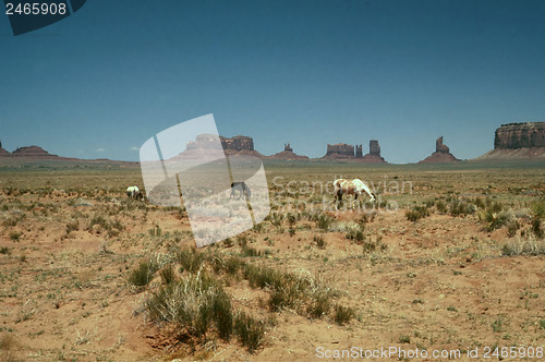 Image of Horse grazing