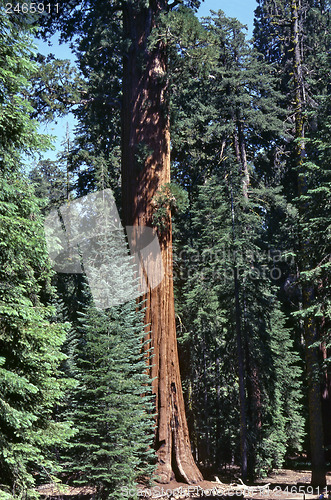 Image of Sequoia Tree