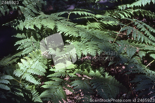 Image of Fern