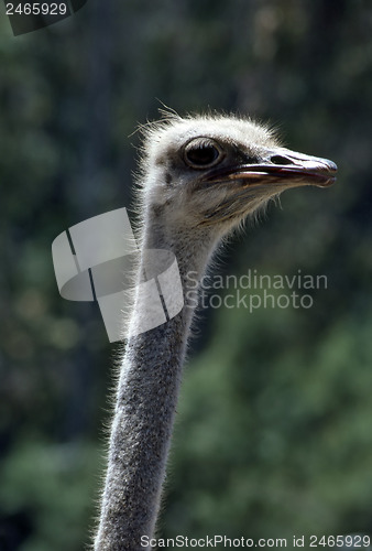 Image of Ostrich 