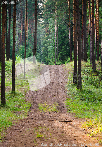 Image of Road to a pine wood