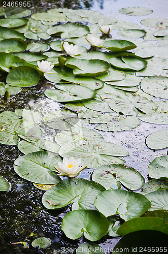 Image of Water lilies flower in the pond  