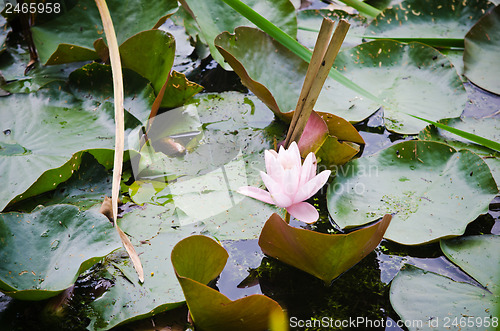 Image of Water lilies flower in the pond  