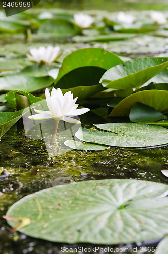 Image of Water lilies flower in the pond  