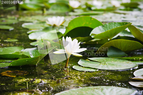 Image of Water lilies flower in the pond  