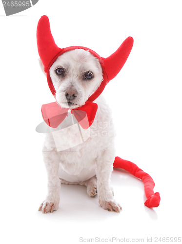 Image of Bad Dog halloween devil costume