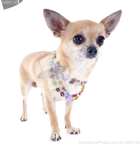 Image of chihuahua and collar