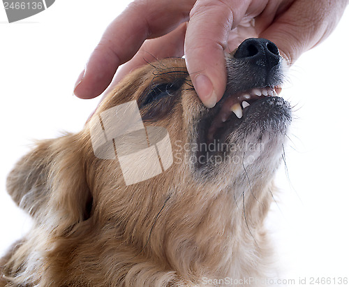 Image of chihuahua' teeth