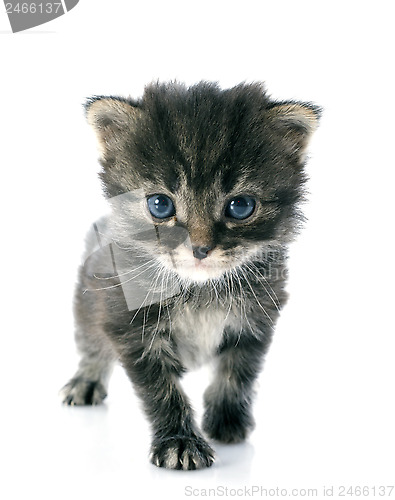 Image of gray kitten