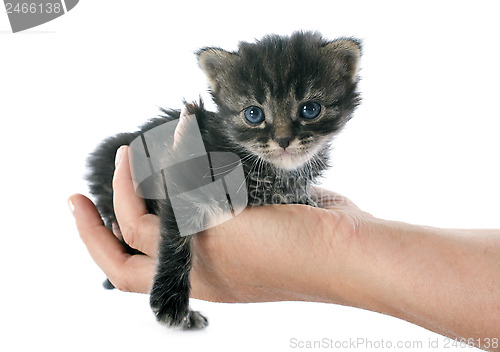 Image of kitten in hand