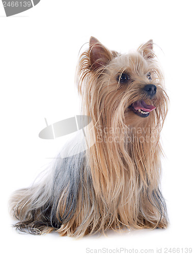 Image of yorkshire terrier