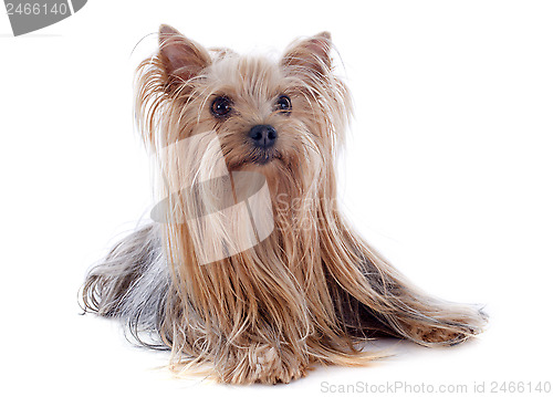 Image of yorkshire terrier