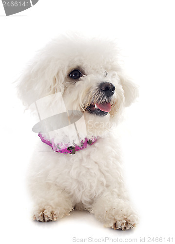 Image of bichon frise