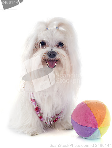 Image of maltese dog