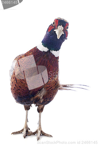 Image of male pheasant