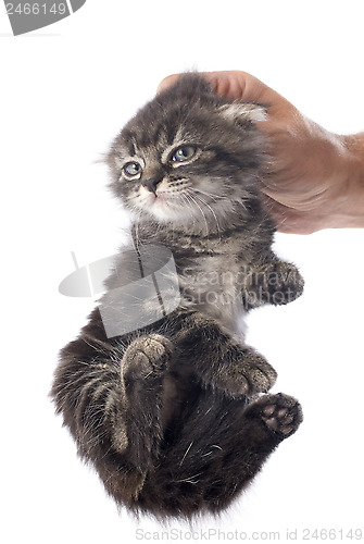 Image of kitten in hand