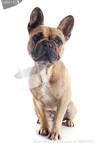 Image of french bulldog 