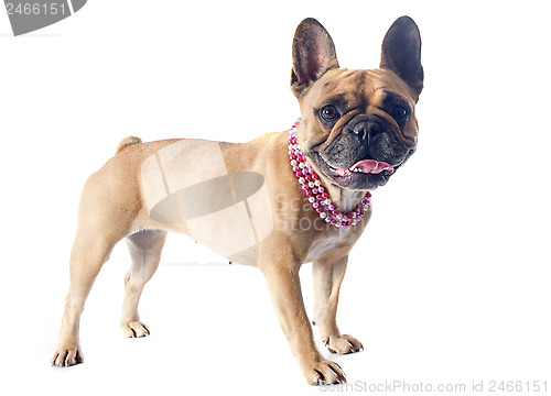 Image of french bulldog 
