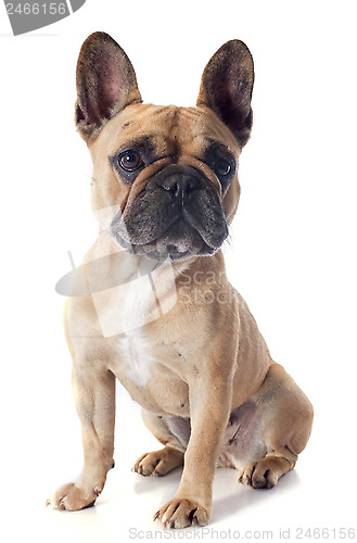 Image of french bulldog 