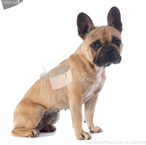 Image of french bulldog 