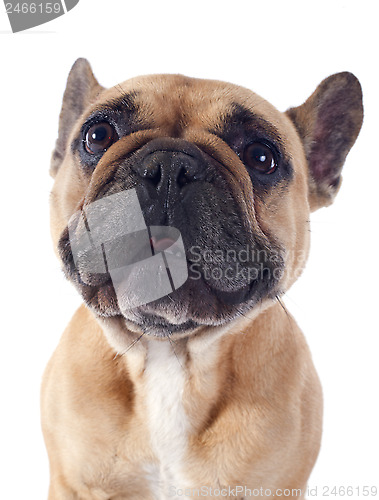 Image of french bulldog 