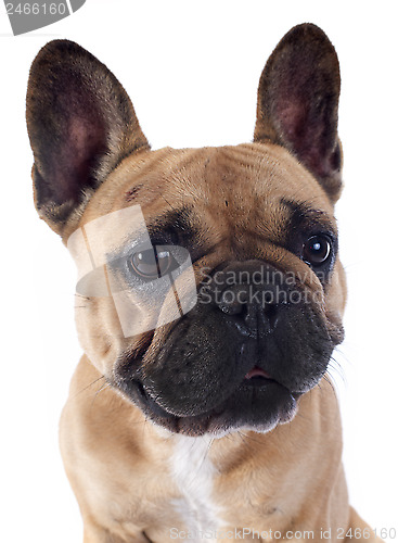 Image of french bulldog 