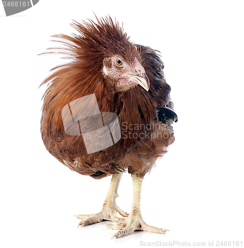 Image of brown capon