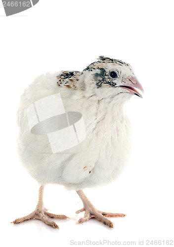 Image of white quail