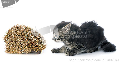 Image of hedgehog and kitten