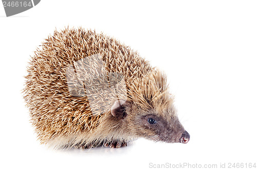 Image of hedgehog