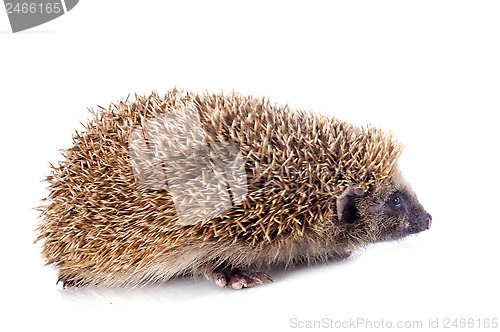 Image of hedgehog