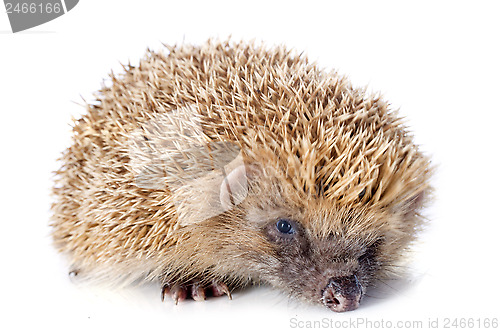 Image of hedgehog