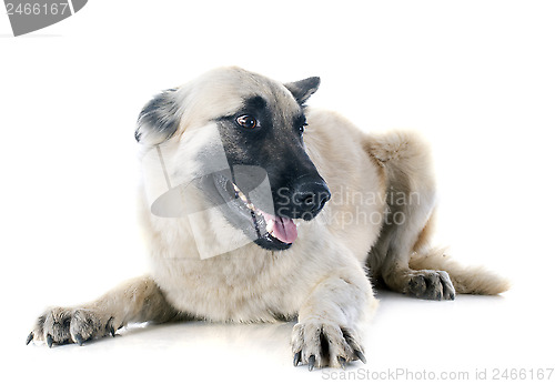 Image of belgian shepherd tervueren