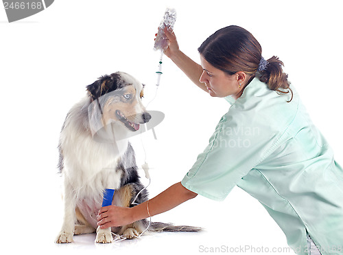 Image of vet and dog