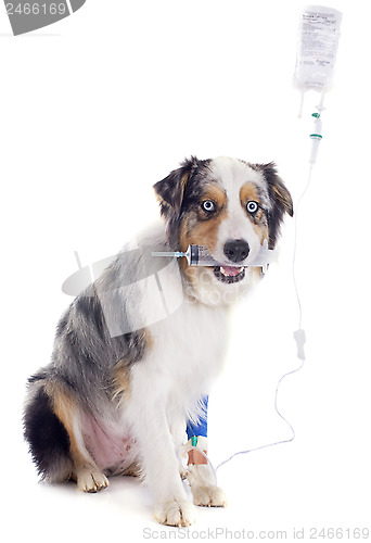 Image of australian shepherd and drip