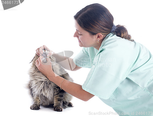 Image of maine coon cat and vet