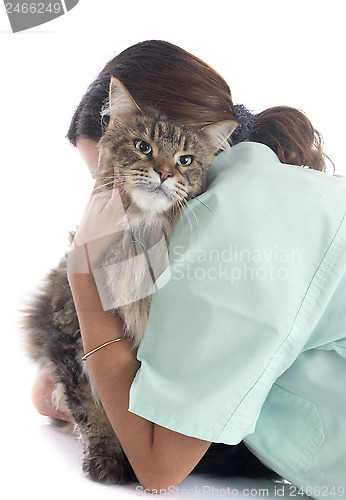 Image of maine coon cat an vet