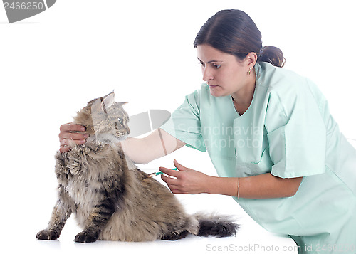 Image of maine coon cat