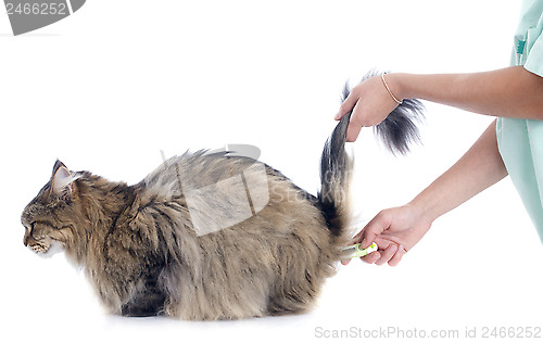 Image of cat and thermometer