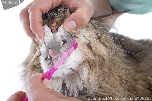 Image of maine coon cat and toothbrush