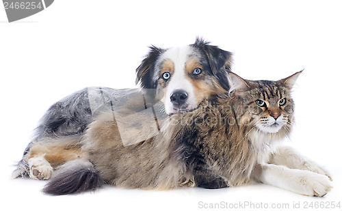 Image of australian shepherd and maine coon