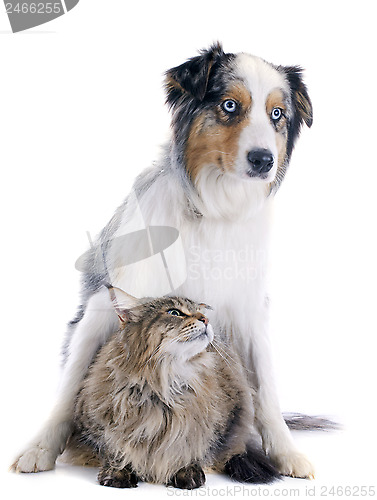 Image of australian shepherd and maine coon